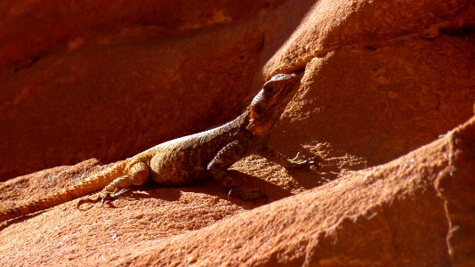 Jour 07 - Wadi Rum (21)