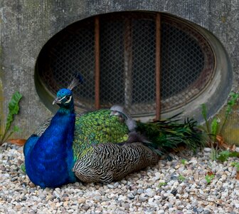 Poultry feather animal photo