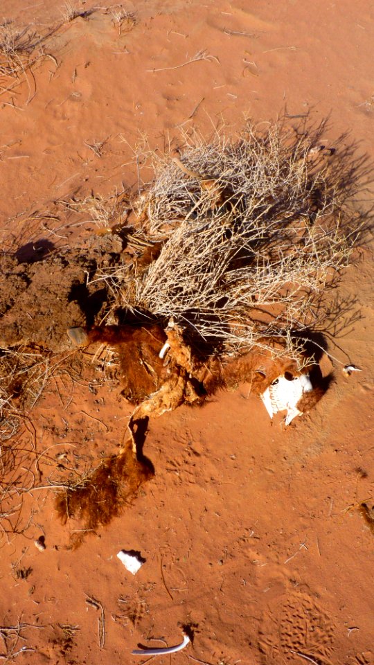 Jour 07 - Wadi Rum (5)