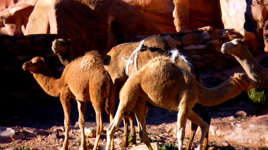 Jour 06 - Petra (70)