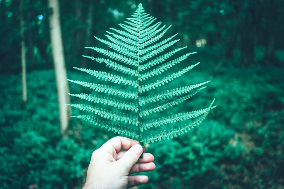 Plant nature blur