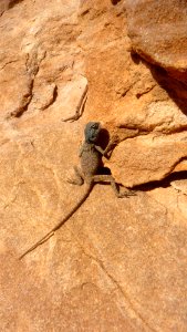 Jour 06 - Petra (47)
