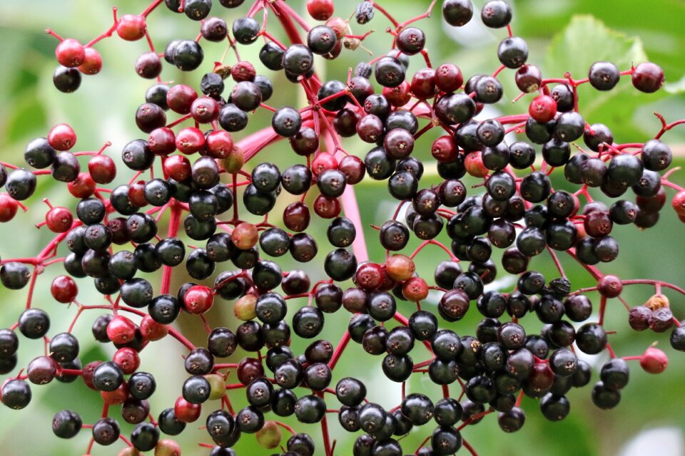 Berries holder bush elderberries