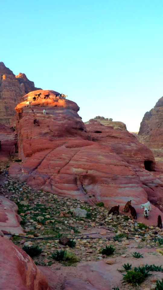 Jour 04 - Petra (60)