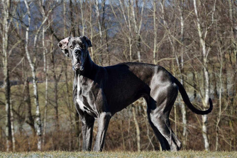 Dog great dane Free photos photo