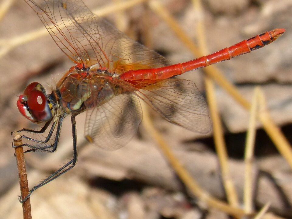 Detail winged insect eyes compounds