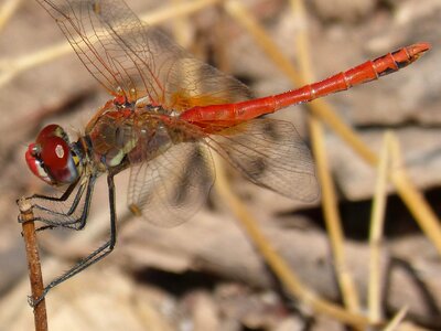Detail winged insect eyes compounds
