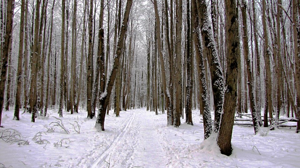 Winter nature trees photo