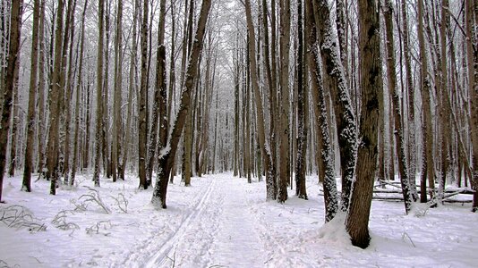 Winter nature trees