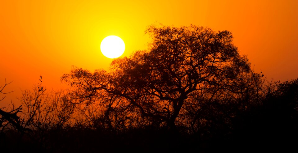 Park safari kruger-national-park