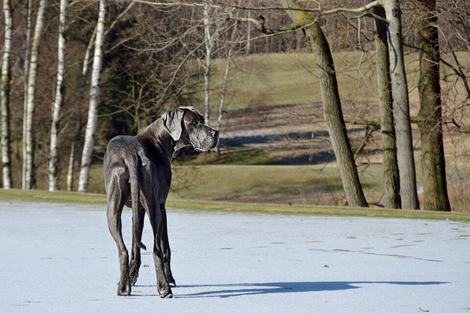 Dog great dane Free photos photo