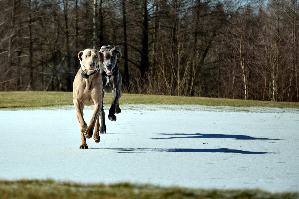 Dog run great dane Free photos photo