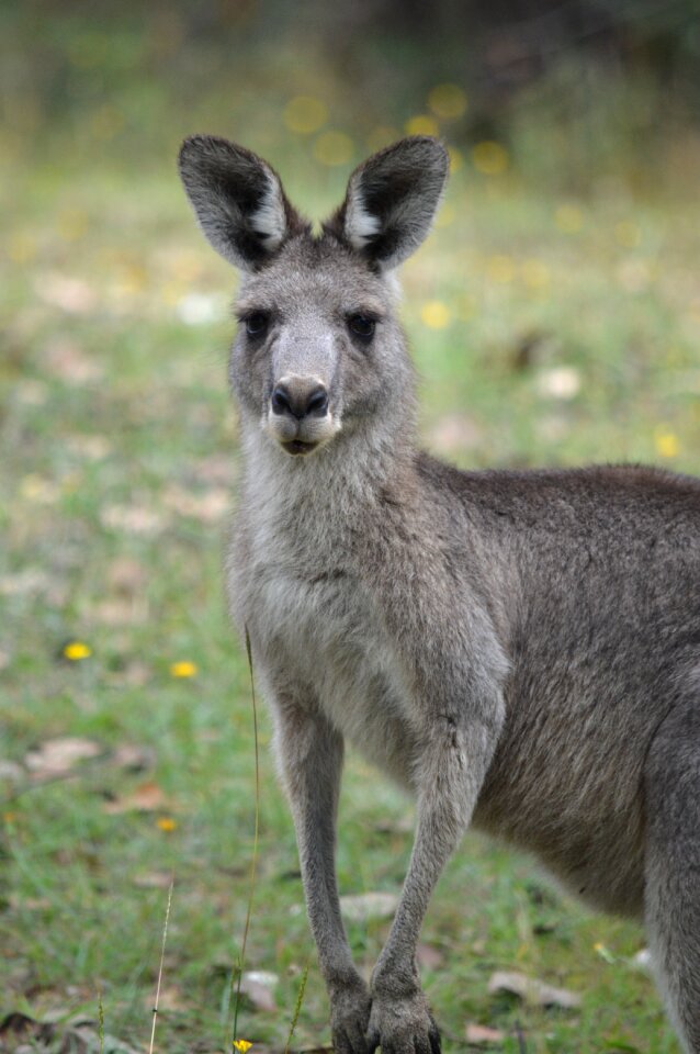 Wild nature australia