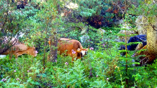 Jour 09 - Lacs du Pirine (3)