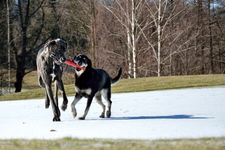 Great dane baton Free photos