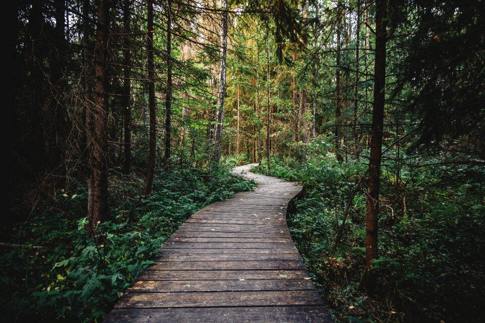 Nature path trail photo