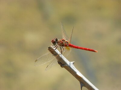 Sympetrum sinaiticum wetland pond photo