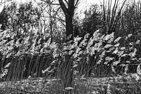 Tree sunlight feathery
