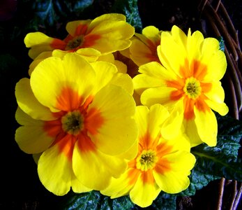 Primrose yellow flower spring flower photo