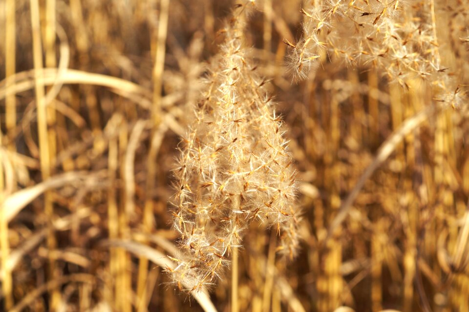 Ornamental grasses plant garden