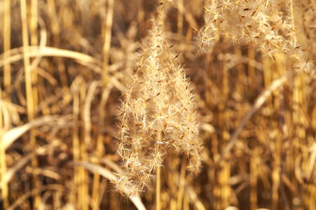 Ornamental grasses plant garden