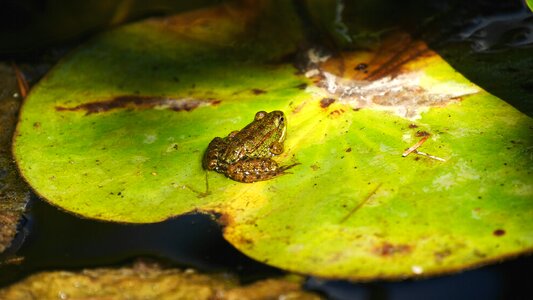 Frog water lily light