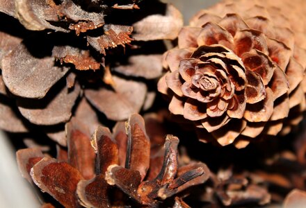 Nature closeup plant