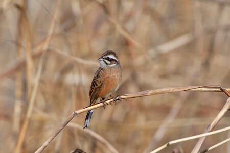 Outdoors animal bunting photo