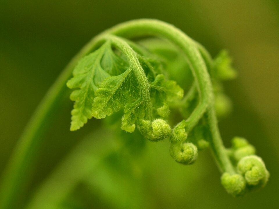 Foliage green growth