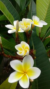 Flower plant nature