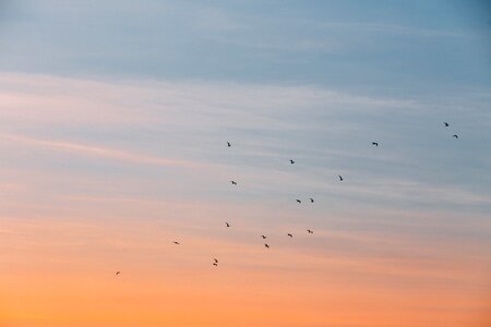 Sunset bird flying photo