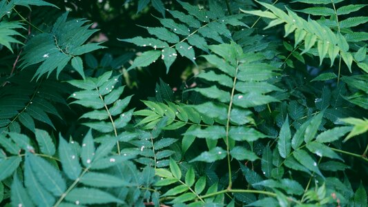 Trees plants bushes