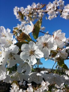 Bud garden spring