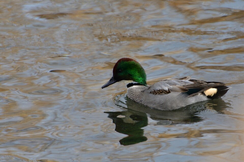 Wild animals river falcated duck