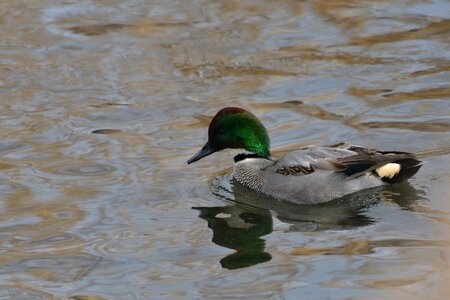 Wild animals river falcated duck photo