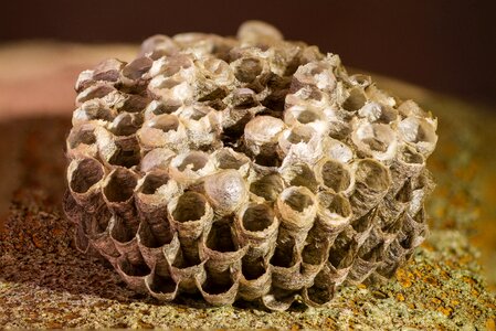 Honeycomb wasp-combs the hive