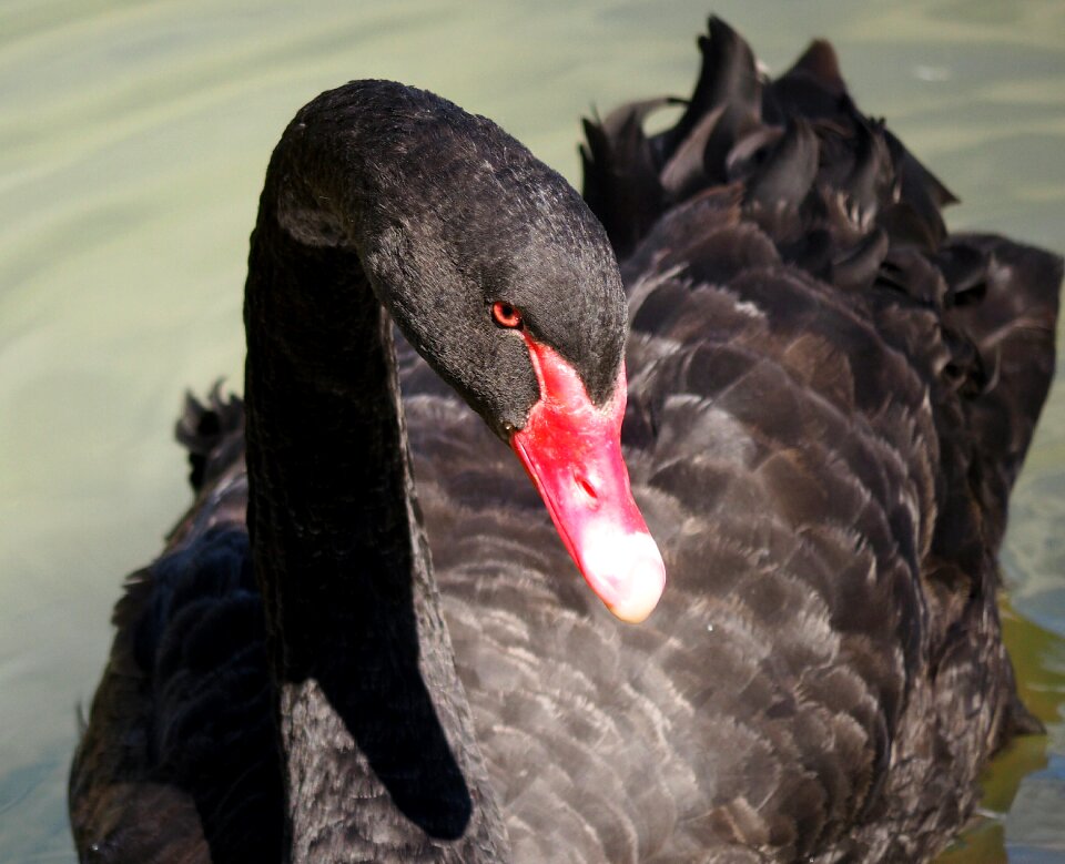 Birds swan black