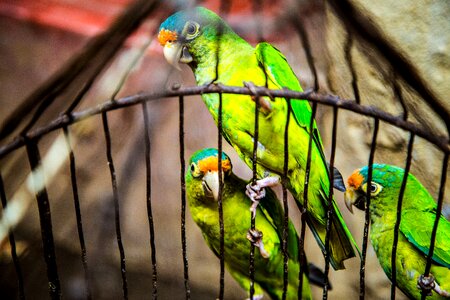 Birds animal pet
