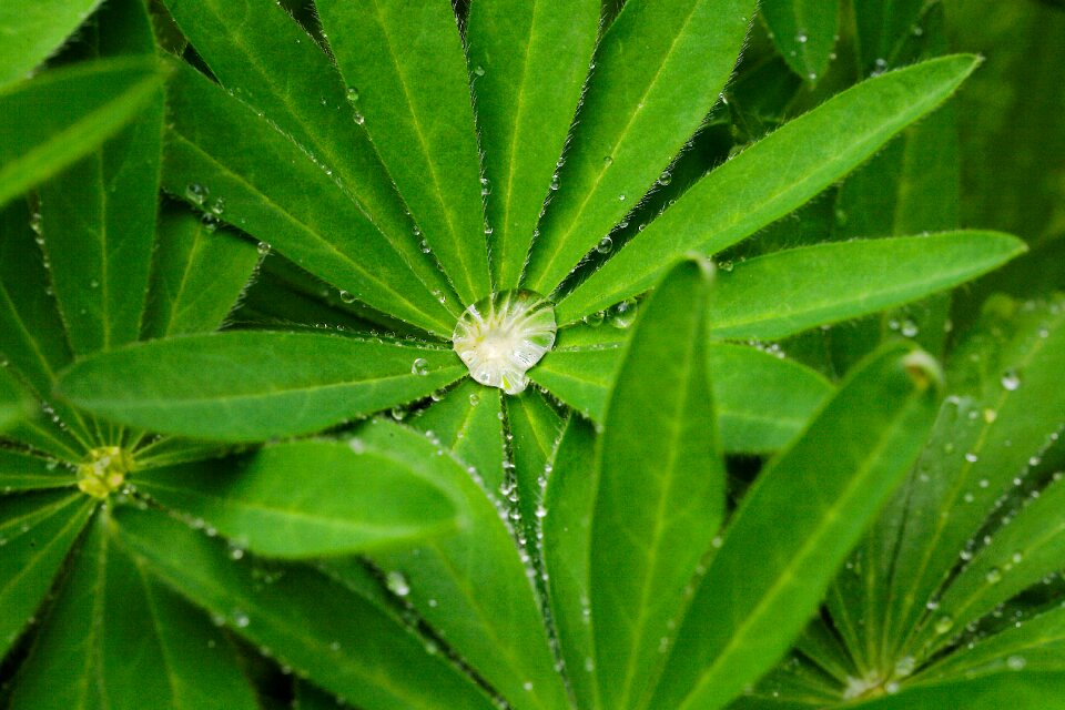 Close up growth pearl