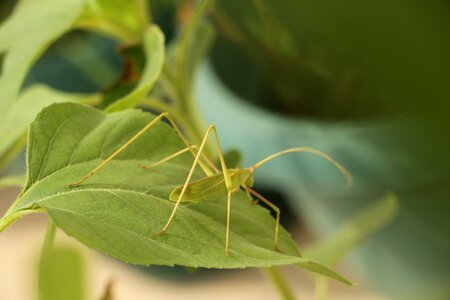 Insect close outdoor