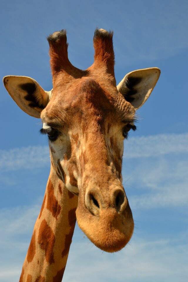 Zoo africa giraffe head