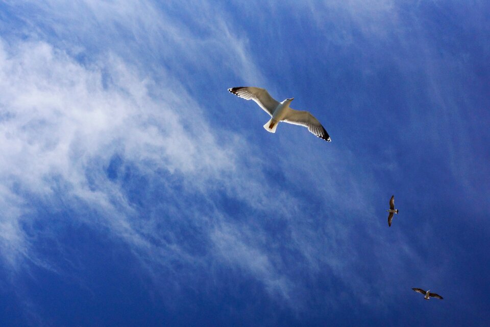 Cloud bird flying