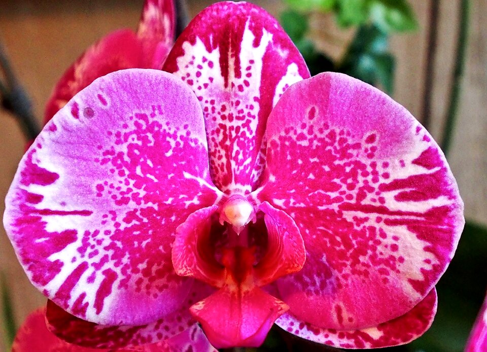 Spotted single flower blossom