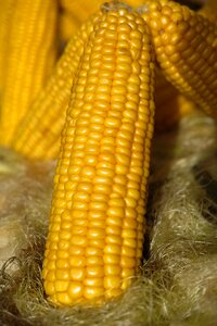 Grill roasted yellow