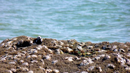 Noirmoutier (10)