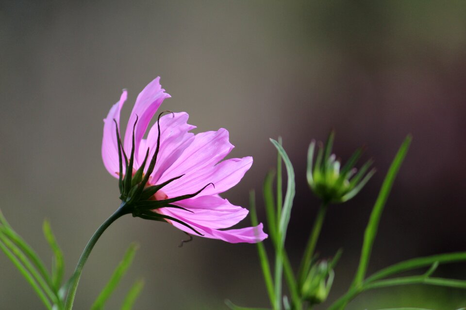 Nature garden plants