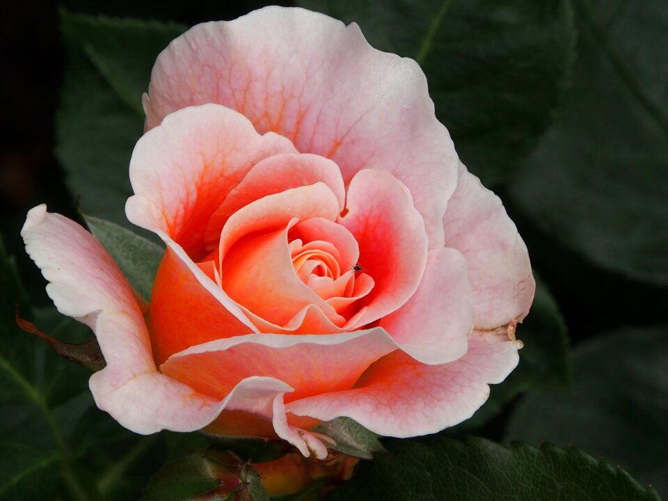 Dieter hausen close up blossom
