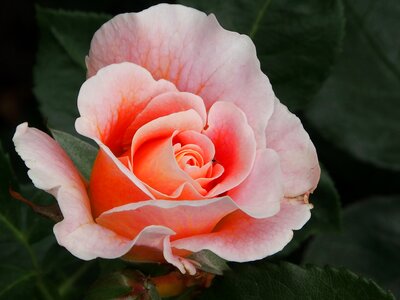 Dieter hausen close up blossom