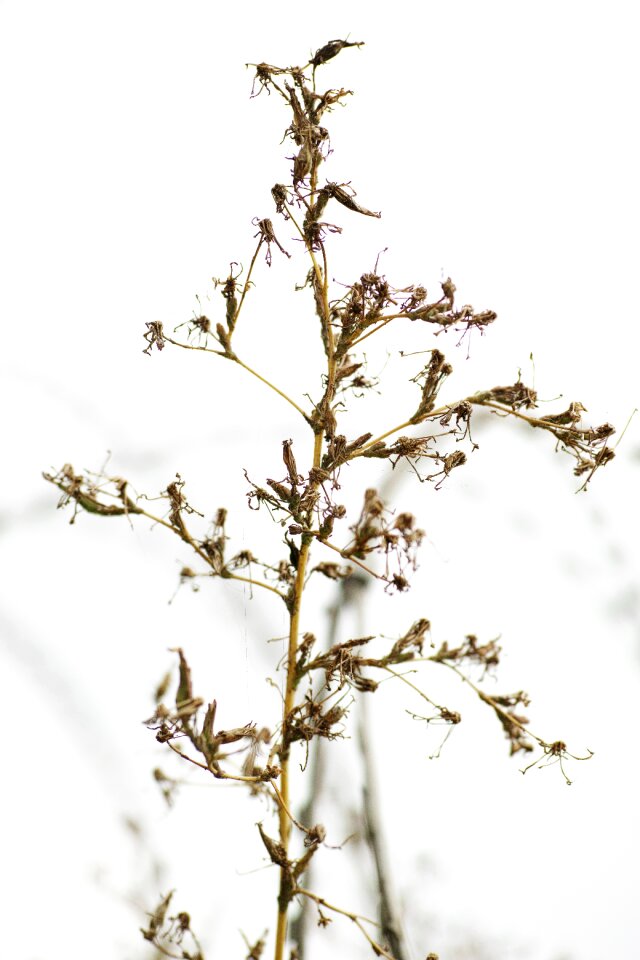 Ornament decor leaves