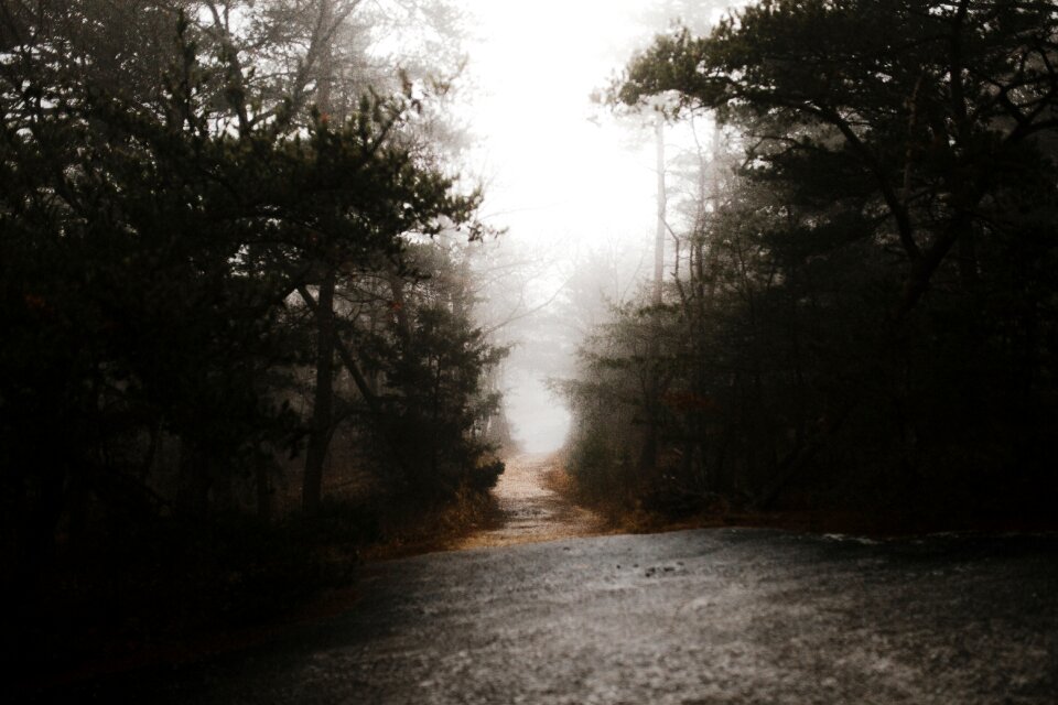 Road path trees